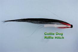Collie Dog 